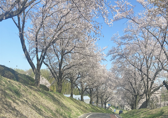 営業所裏の花見スポット