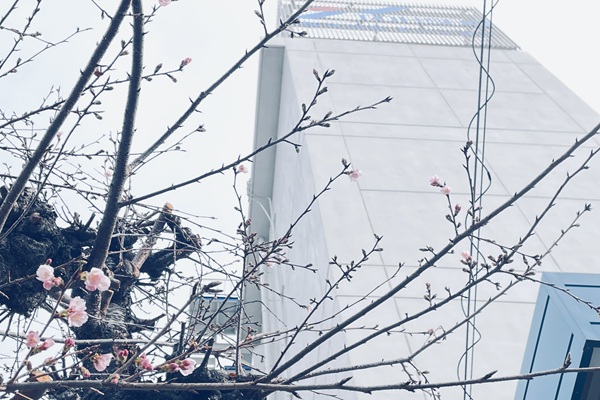 営業所近くの桜（西東京）